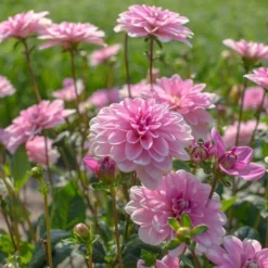 Dahlia 'Pink Perception' -Tree Bower Sales x600 13394