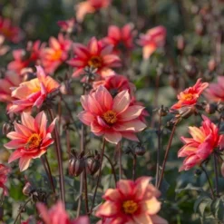 Dahlia 'Waltzing Mathilda' 7 Dahlia 'Waltzing Mathilda' -Tree Bower Sales x600 13398