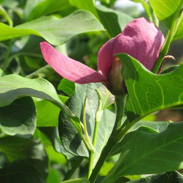 Magnolia 'Genie' 2 Magnolia 'Genie' - Image 2