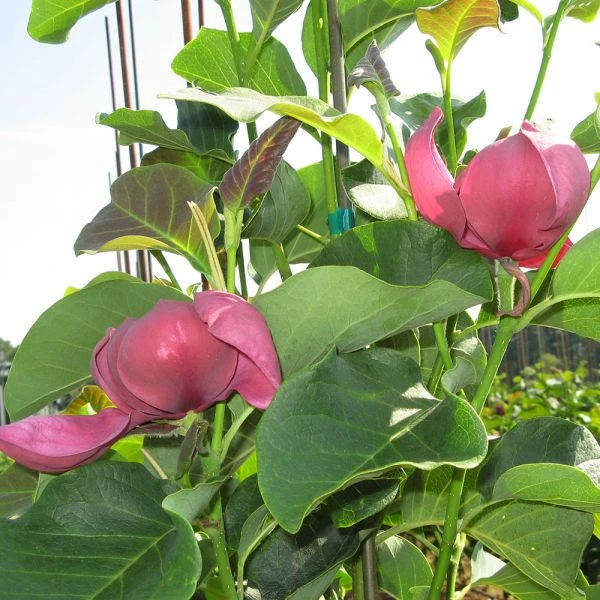 Magnolia 'Genie' 3 Magnolia 'Genie' - Image 3