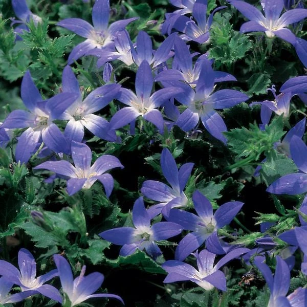 Campanula Poscharskyana 'Blue Gown' 2 Campanula Poscharskyana 'Blue Gown' - Image 2