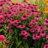 Echinacea Butterfly™ 'Purple Emperor'
