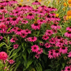 Echinacea Butterflyâ„¢ 'Purple Emperor'