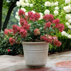Hydrangea Paniculata Fire Light® -Tree Bower Sales x600 13536