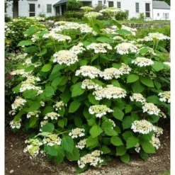 Hydrangea Arborescens 'Haas' Halo' -Tree Bower Sales x600 13539