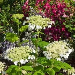 Hydrangea Arborescens 'Haas' Halo' -Tree Bower Sales x600 13540