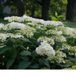 Hydrangea Arborescens 'Haas' Halo' -Tree Bower Sales x600 13541