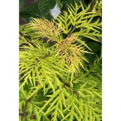 Sambucus Racemosa Lemony Lace® -Tree Bower Sales x600 13579