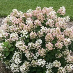 Hydrangea Paniculata Little Quick Fire® 10 Hydrangea Paniculata Little Quick Fire® -Tree Bower Sales x600 13606