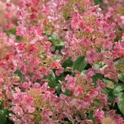 Hydrangea Paniculata Little Quick Fire® 11 Hydrangea Paniculata Little Quick Fire® -Tree Bower Sales x600 13607