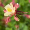 Aquilegia 'Swan Pink And Yellow'