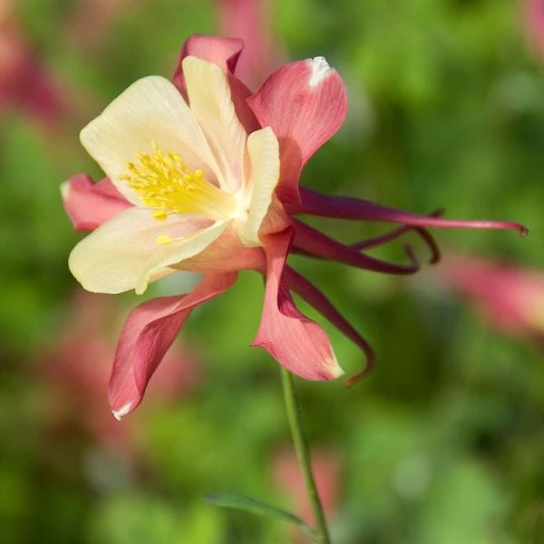 Aquilegia 'Swan Pink And Yellow' 1 Aquilegia 'Swan Pink And Yellow'