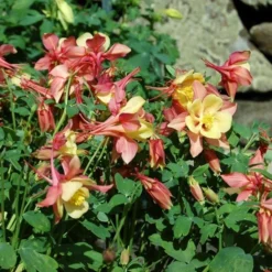 Aquilegia 'Swan Pink And Yellow' 7 Aquilegia 'Swan Pink And Yellow' -Tree Bower Sales x600 13682