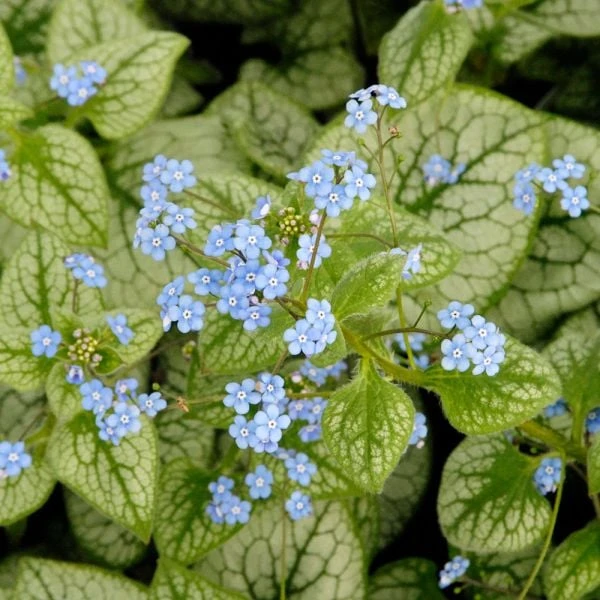 Brunnera Macrophylla 'Jack Frost' 2 Brunnera Macrophylla 'Jack Frost' - Image 2
