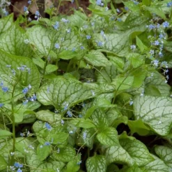 Brunnera Macrophylla 'Jack Frost' 8 Brunnera Macrophylla 'Jack Frost' -Tree Bower Sales x600 13692