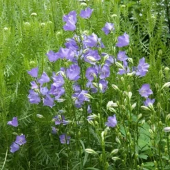 Campanula Persicifolia 'Telham Beauty'