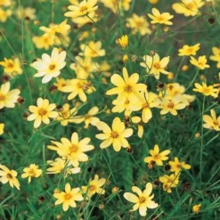 Coreopsis Verticillata 'Moonbeam' -Tree Bower Sales x600 13709