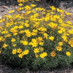 Coreopsis Verticillata 'Zagreb' -Tree Bower Sales x600 13711