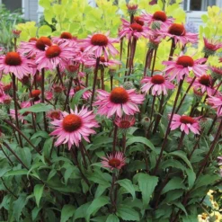Echinacea Purpurea Prairie Pillars™ 'Merlot' -Tree Bower Sales x600 13726