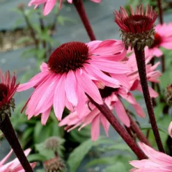 Echinacea Purpurea Prairie Pillars™ 'Merlot' -Tree Bower Sales x600 13727