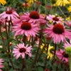 Echinacea Purpurea Prairie Pillars™ 'Merlot'