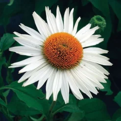 Echinacea Purpurea Prairie Pillars™ 'Fragrant Angel'