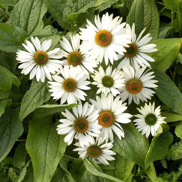 Echinacea Purpurea Prairie Pillars™ 'Fragrant Angel' 2 Echinacea Purpurea Prairie Pillars™ 'Fragrant Angel' - Image 2