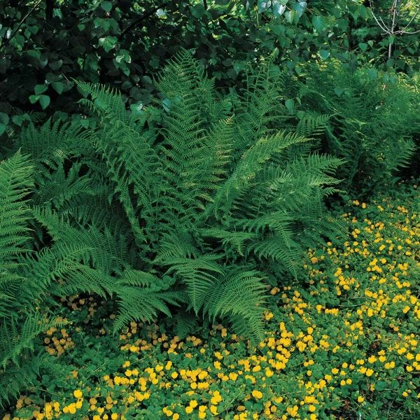 Athyrium Filix-femina - Lady Fern 2 Athyrium Filix-femina - Lady Fern - Image 2