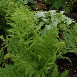Athyrium Filix-femina - Lady Fern 7 Athyrium Filix-femina - Lady Fern -Tree Bower Sales x600 13738