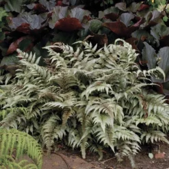 Athyrium Niponicum Var. Pictum - Japanese Painted Fern -Tree Bower Sales x600 13740