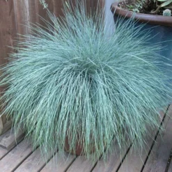 Ornamental Grass: Festuca Glauca Beyond Blue™ -Tree Bower Sales x600 13746
