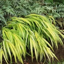 Ornamental Grass: Hakonechloa Macra 'Aureola' -Tree Bower Sales x600 13747