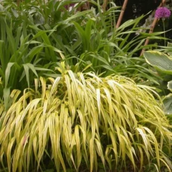 Ornamental Grass: Hakonechloa Macra 'Aureola' -Tree Bower Sales x600 13748