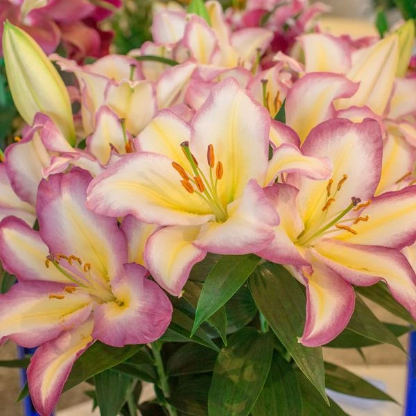 Lilium 'Captain Tricolore' 2 Lilium 'Captain Tricolore' - Image 2