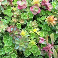Sedum Tile® Color Splash -Tree Bower Sales x600 13798
