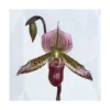 Burgundy Lady's Slipper Orchid In 4½" Ceramic Cachepot