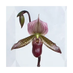 Burgundy Lady's Slipper Orchid In 4½" Ceramic Cachepot