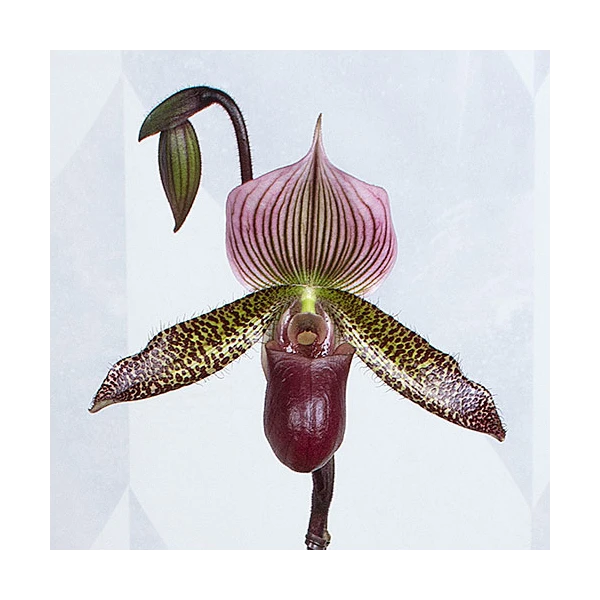 Burgundy Lady's Slipper Orchid In 4½" Ceramic Cachepot 1 Burgundy Lady's Slipper Orchid In 4½" Ceramic Cachepot