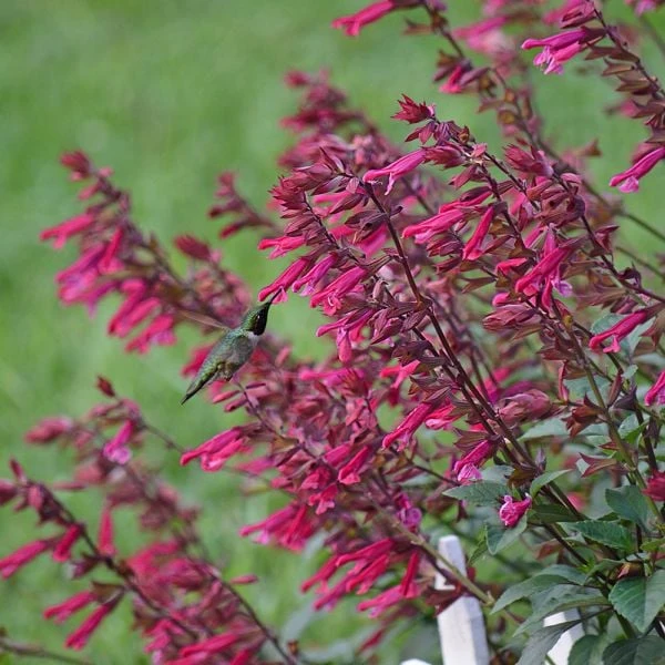 Salvia 'Wendy's Wish' 1 Salvia 'Wendy's Wish'
