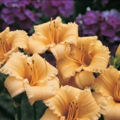 Hemerocallis (Daylily) 'Apricot Sparkles' - Reblooming -Tree Bower Sales x600 13862