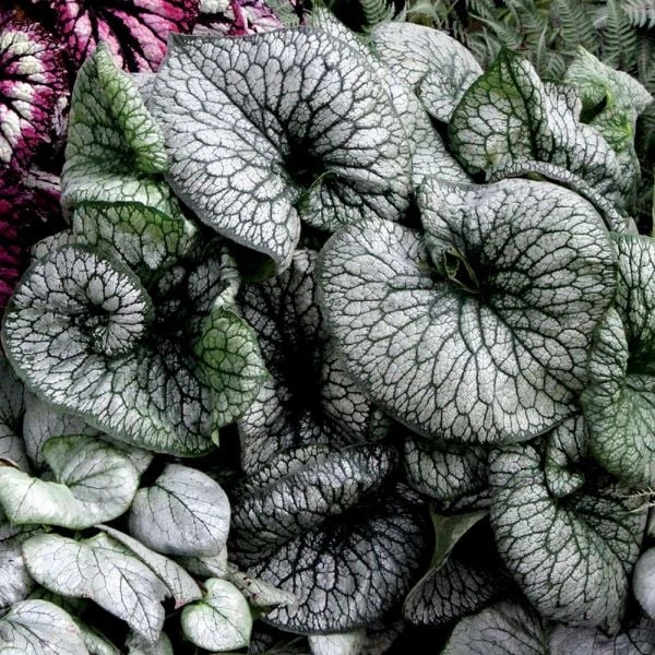 Brunnera Macrophylla 'Alexander's Great' 2 Brunnera Macrophylla 'Alexander's Great' - Image 2