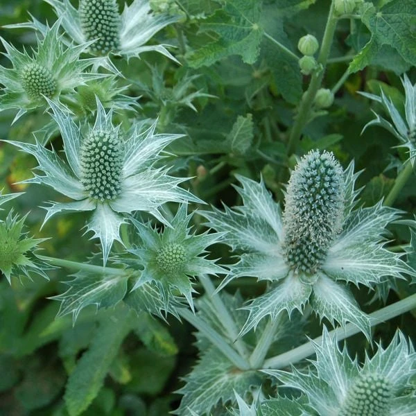 Eryngium Giganteum Miss Willmott's Ghost 2 Eryngium Giganteum Miss Willmott's Ghost - Image 2