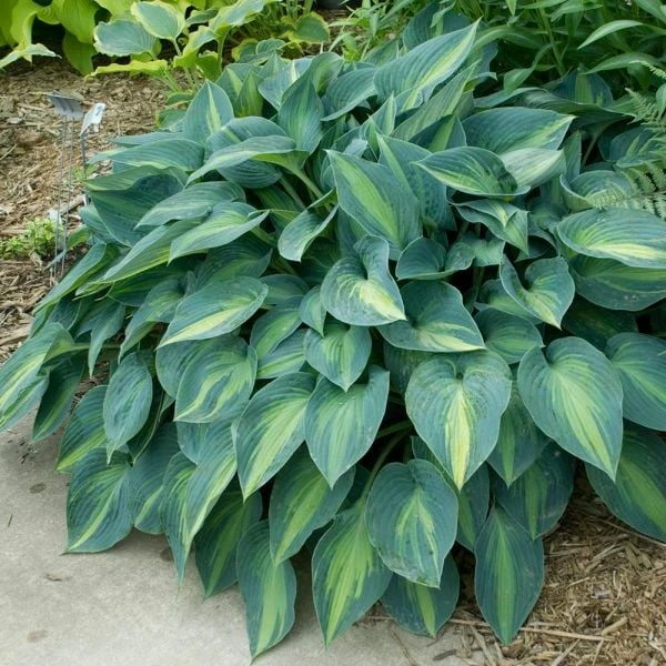 Hosta 'June' 2 Hosta 'June' - Image 2