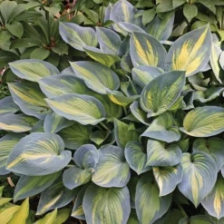 Hosta 'June' 7 Hosta 'June' -Tree Bower Sales x600 13907