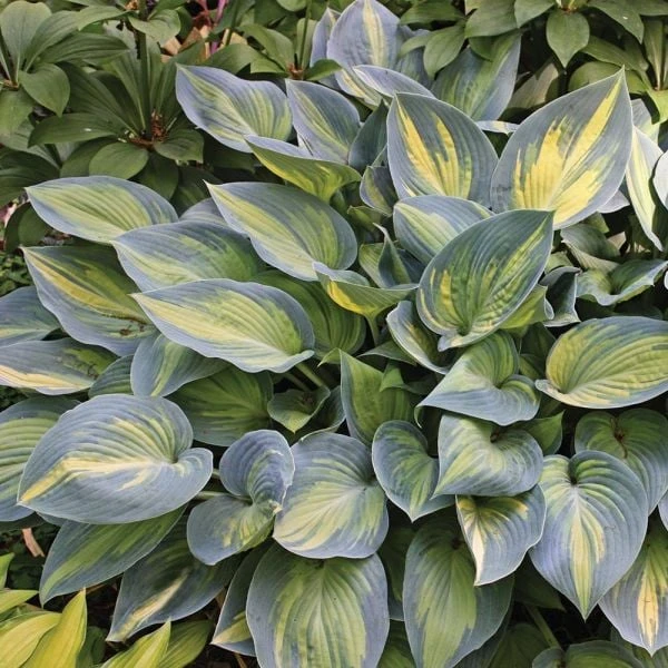 Hosta 'June' 3 Hosta 'June' - Image 3