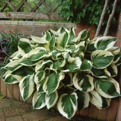 Hosta 'Patriot' -Tree Bower Sales x600 13935