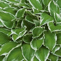 Hosta 'Patriot' -Tree Bower Sales x600 13936