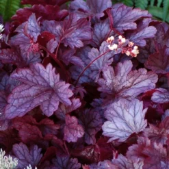 Heuchera 'Shanghai' 6 Heuchera 'Shanghai' -Tree Bower Sales x600 13955
