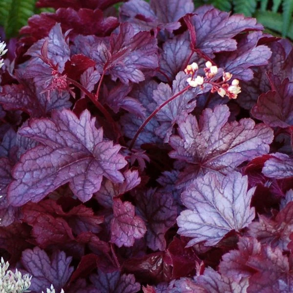 Heuchera 'Shanghai' 3 Heuchera 'Shanghai' - Image 3