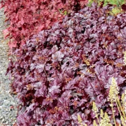 Heuchera 'Shanghai' 7 Heuchera 'Shanghai' -Tree Bower Sales x600 13956